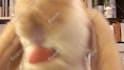sing happy birthday with my rabbit puppet
