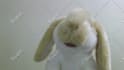 sing happy birthday with my rabbit puppet