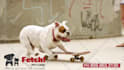 customize this video to promote your pet business