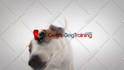 make funny dog licking video with your logo