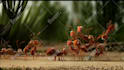 do a funny ants promo