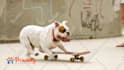 customize this video to promote your pet business