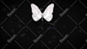 create butterfly logo  intro animation in HD