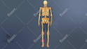 do high quality 3d medical animation and illustration