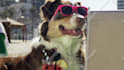 make a funny video commercial with a dog at the beach