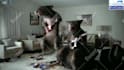 do funny short pest control video