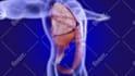 do human anatomy using 3d medical animation
