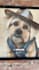 create ugc dog video ads for tiktok facebook instagram reels