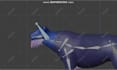 do professional 3d rigging in blender