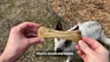 create ugc videos with my dog tiktok reels amazon pets