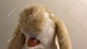 sing happy birthday with my rabbit puppet