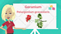 create a custom elearning videos
