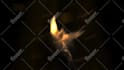 create 3 amazing phoenix fire logo animation intro