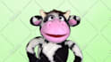 have moorice the cow create a custom puppet video