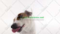 make funny dog licking video with your logo