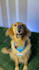 create ugc dog content for tiktok or video ads