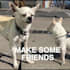 customize this video to promote your pet business
