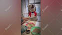 make monetizable cute funny pets compilation videos