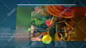 create amazing commercial brand video