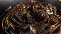 create 3d luxury gold coin logo animation intro