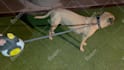 make my mastiff model your dog products