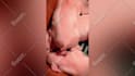 create monetizable cute funny pets compilation videos