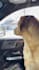 create ugc dog videos for your brand for instagram, tiktok, facebook, youtube
