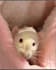 make your pet sing you happy birthday song in video