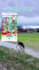 make ugc videos and ads with my dogs