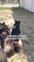 create ugc video ads for your pet product or service