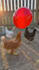 create hyper realistic ai videos with google veo 3