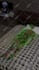 create viral 3d animation video like zack d films