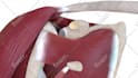 do professional 3d medical animation for you