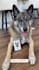create dog ugc videos for your pet product and services