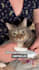 create a ugc video ad with me and my cats