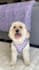 create dog or cat ugc videos for your pet product and services