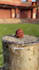 do motion graphics editing