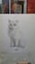 do custom pet portrait, dog portrait, cat portrait drawing