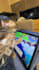 create pet ugc videos ads for dog or cat product or app