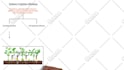 create a videoscribe whiteboard animation video for you