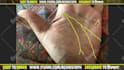 give a palm reading on video in 24h