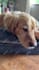 create ugc content for your dog products or pet brand