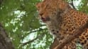 create cinematic animal documentary for youtube or ngo