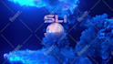 create 30 amazing animated logo intro video