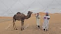 deliver funny happy birthday video with camel