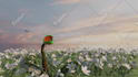 create photorealistic animations, environments and spaces
