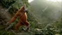 do funny monkey dancing animation with your music and text