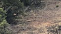 edit your professional hunting video