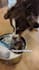 create german dog and cat ugc videos for pet products and more