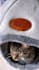 create engaging cat ugc ads for social media